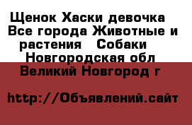 Щенок Хаски девочка - Все города Животные и растения » Собаки   . Новгородская обл.,Великий Новгород г.